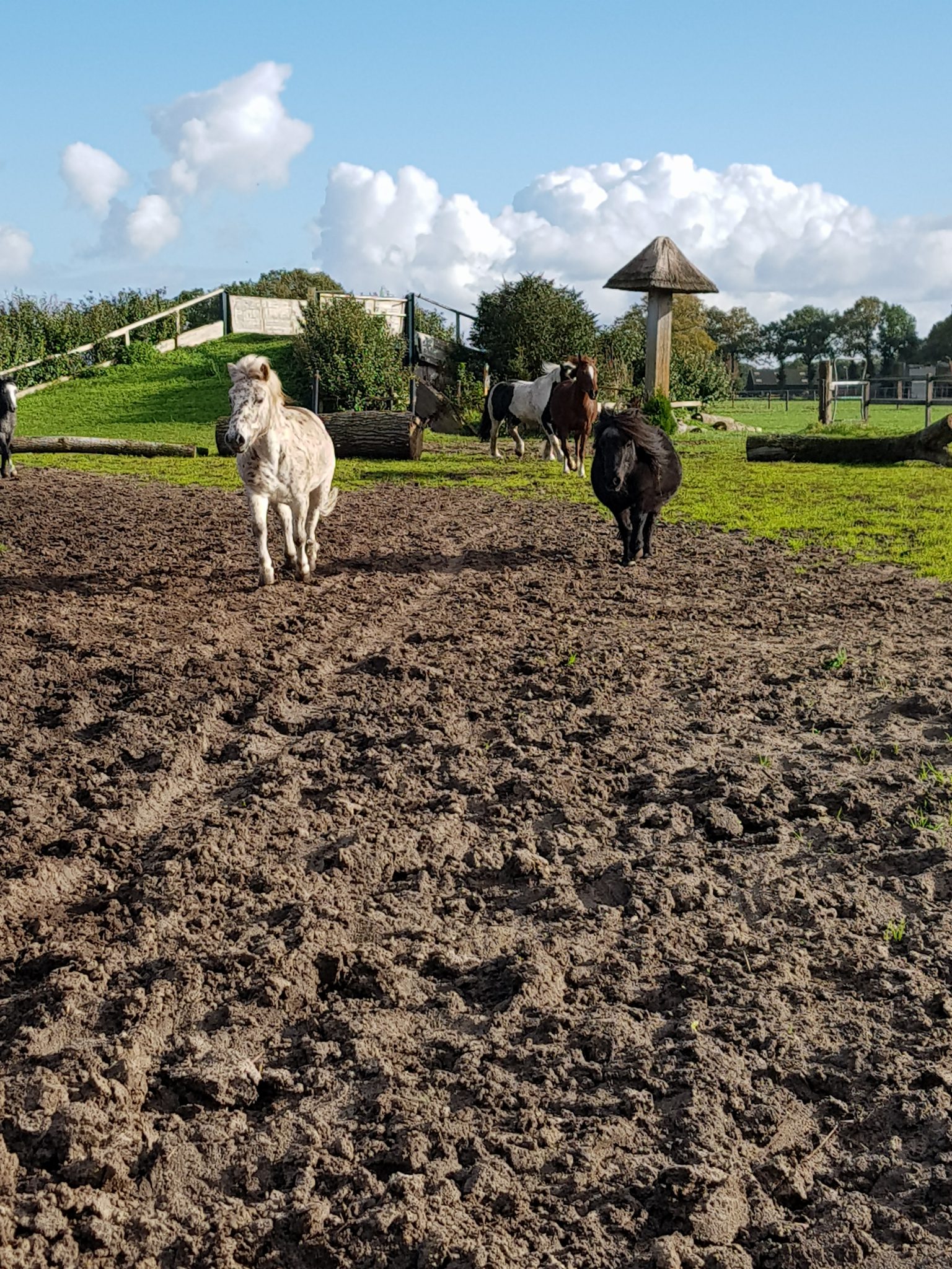 manege-hoogenwegpaarden-pony-s-manege-hoogenweg