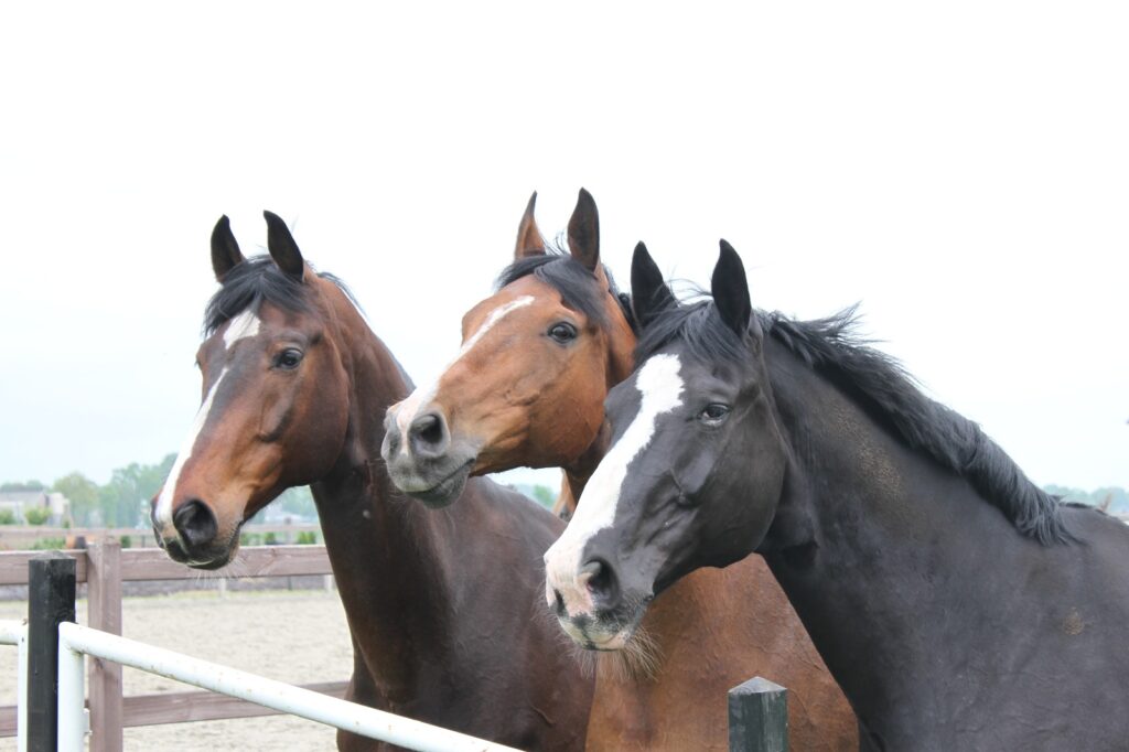 IMG-20260512-WA0001 paarden
